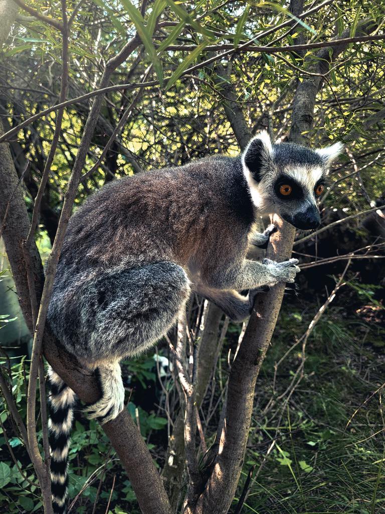 Lemur Picture