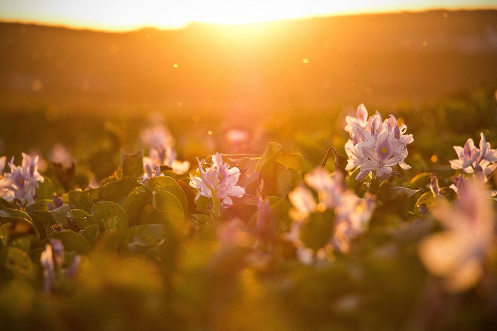 Flowers in a Sunny Field